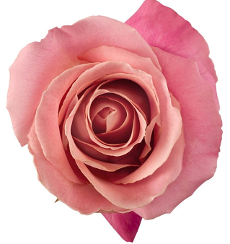 Roses: Hermosa Pink