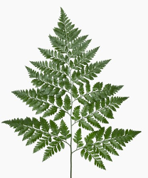 Leatherleaf