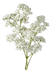 Baby's Breath