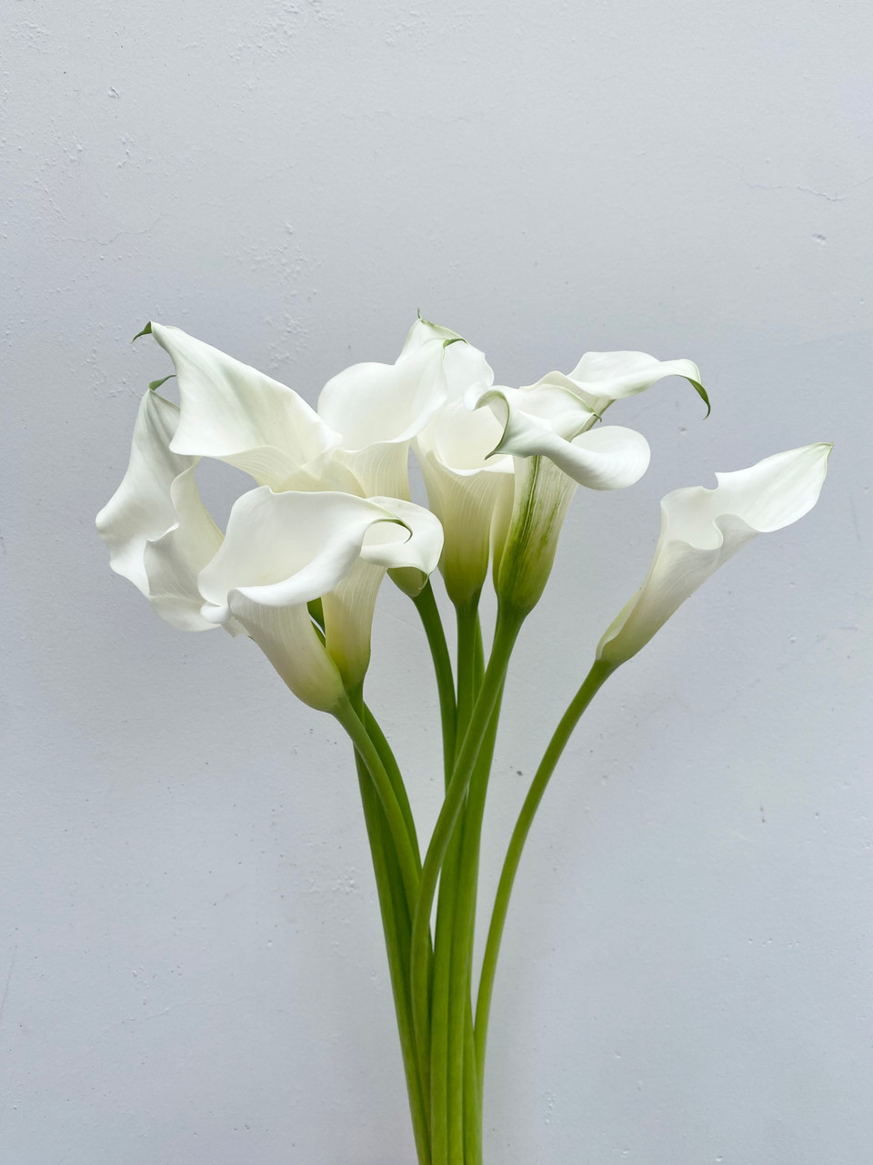 Mini Cala Lily: White