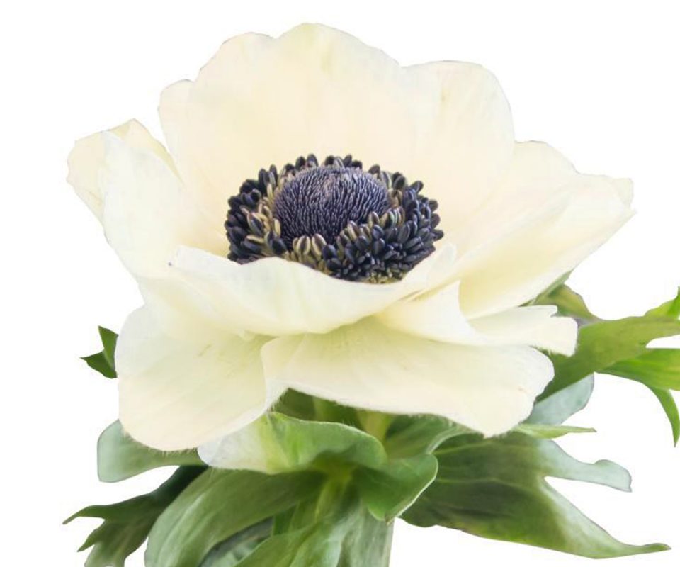 Anemone - White