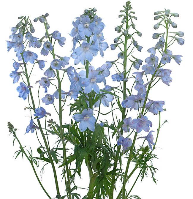 Delphinium By The Box