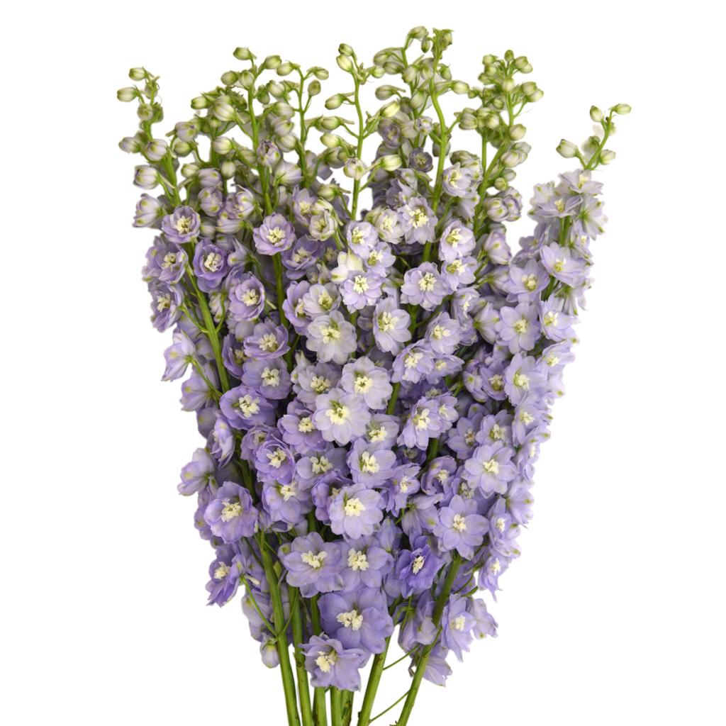 Delphinium: Lavender