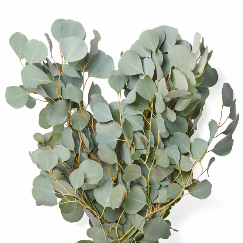 Eucalyptus: Silver Dollar