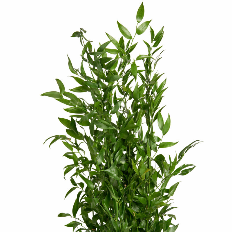 Italian Ruscus