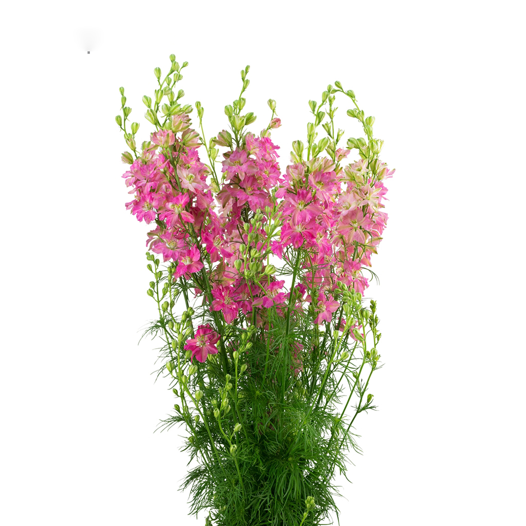 Larkspur: Pink