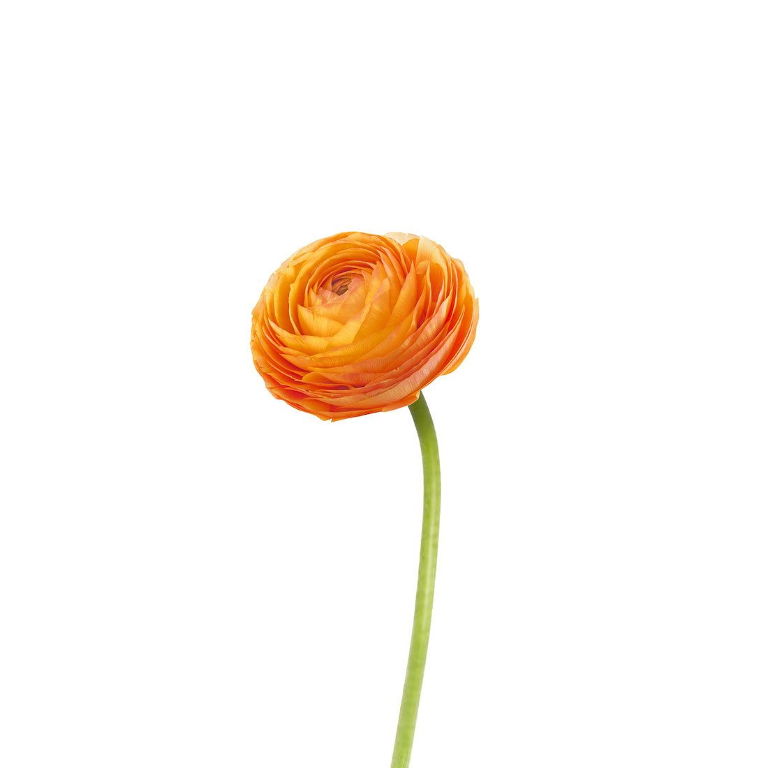 Ranunculus: Orange