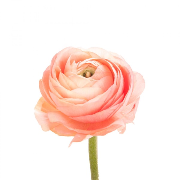 Ranunculus: Coral