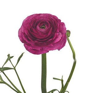 Ranunculus: Burgundy