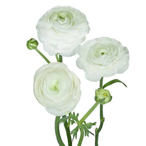 Ranunculus: White