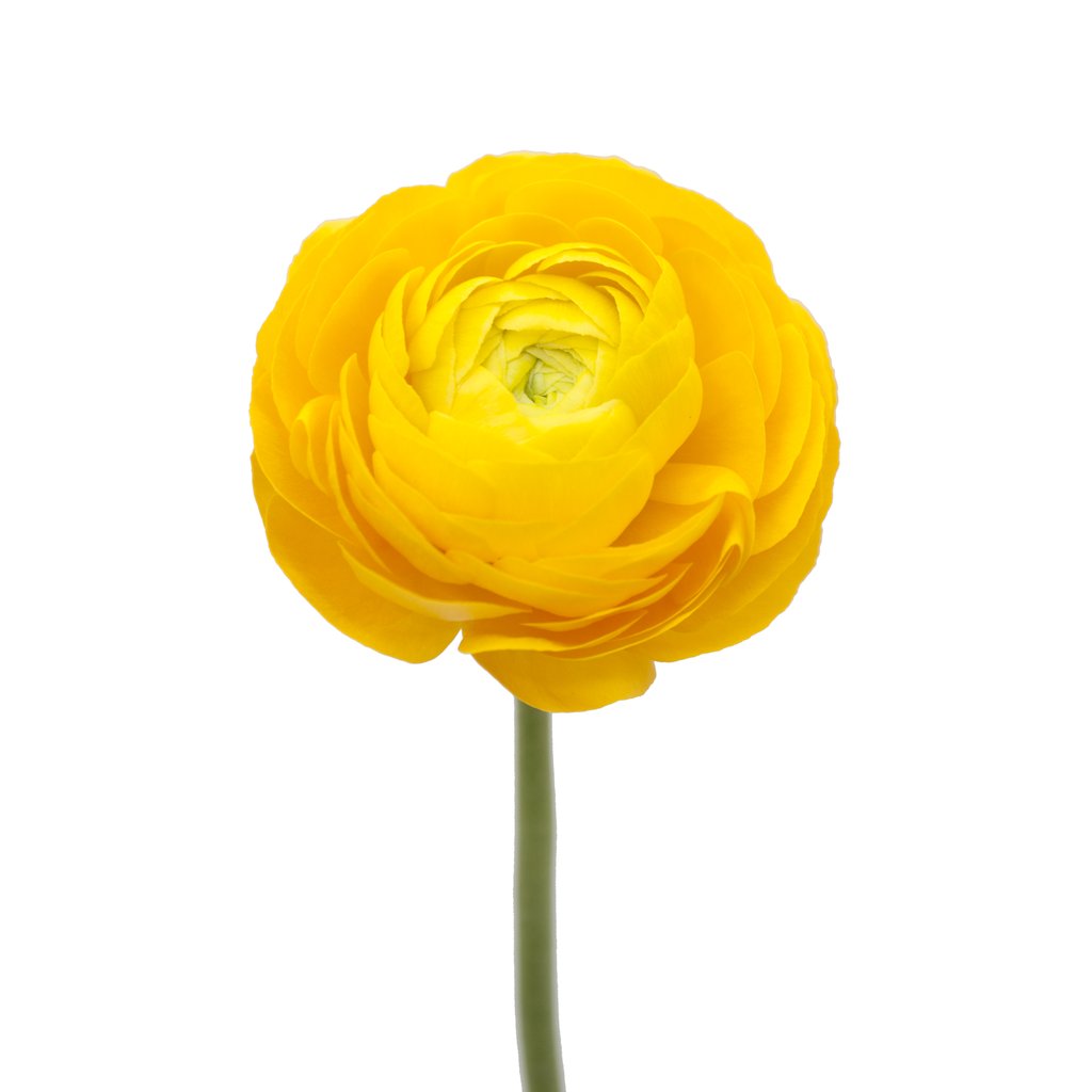 Ranunculus: Yellow