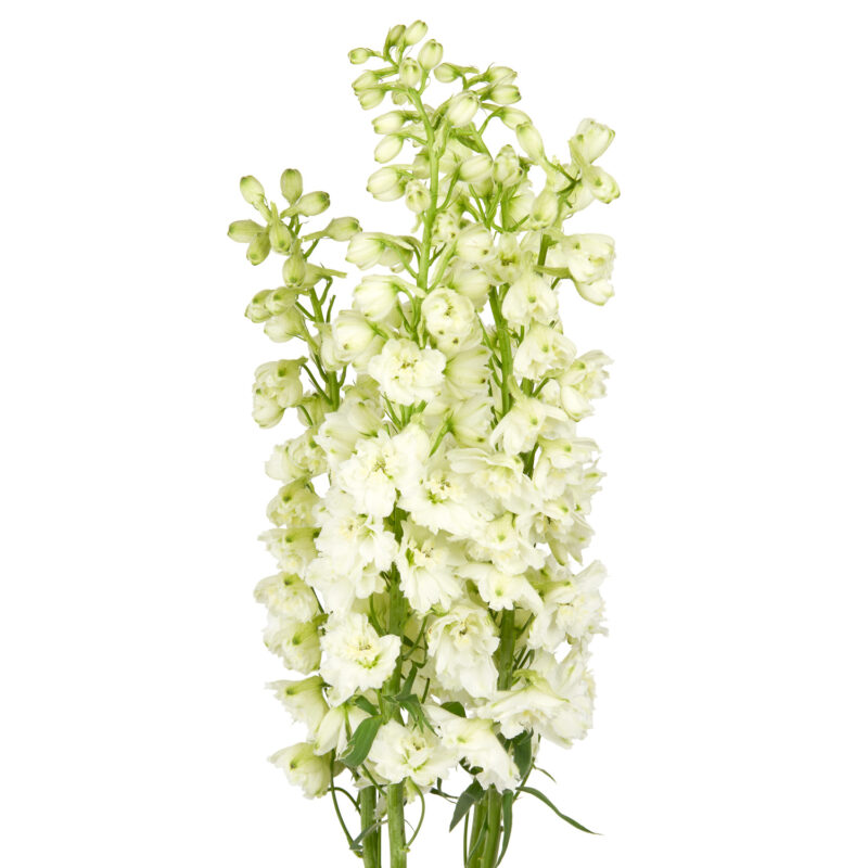 Delphinium: White