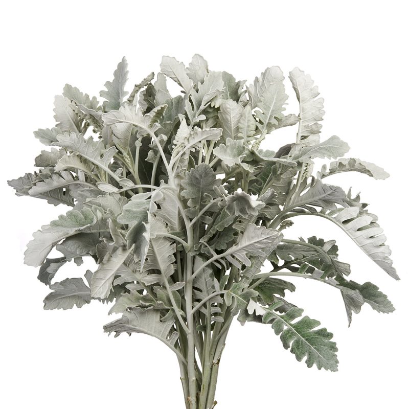 Dusty Miller