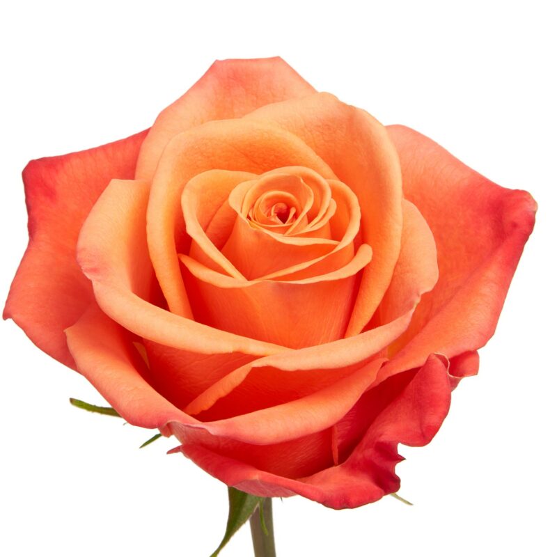 Roses: Orange Crush