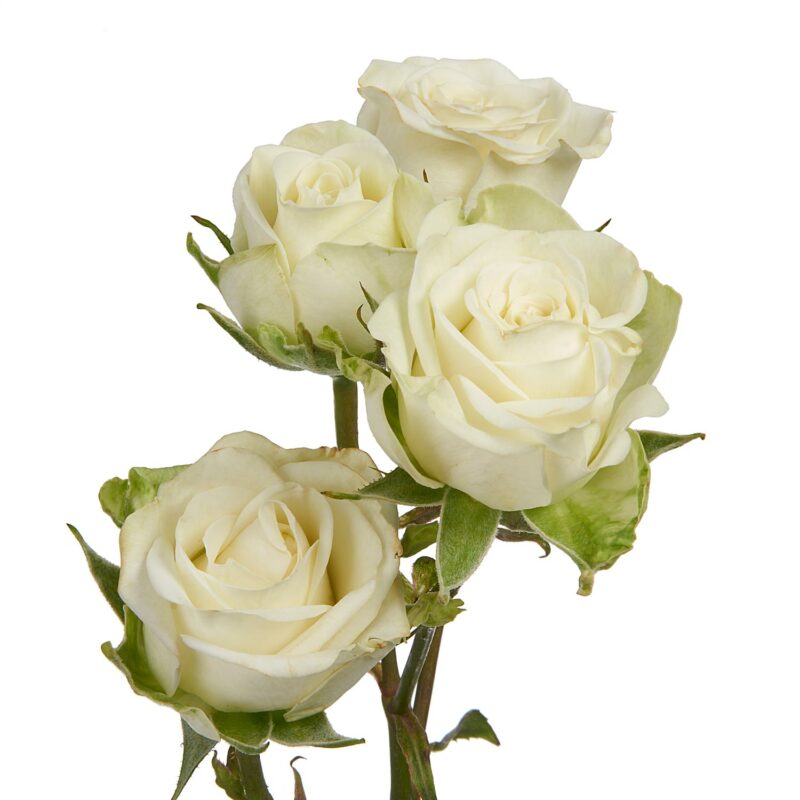 Spray Roses: White