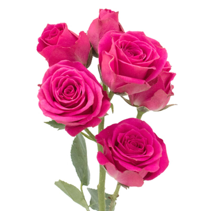 Spray Roses: Hot Pink