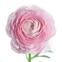 Ranunculus: Light Pink