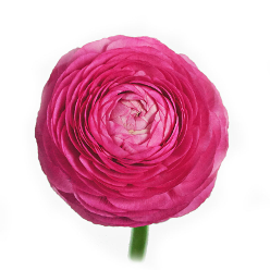 Ranunculus: Hot Pink