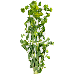 Bupleurum