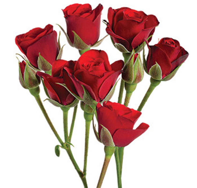 Spray Roses: Red