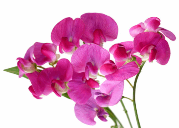 Sweet Pea